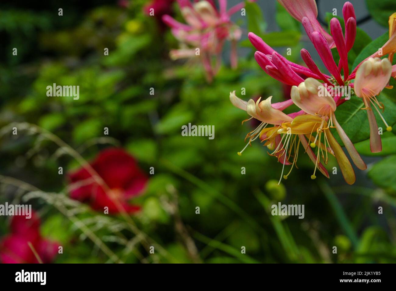 Common honey suckle growing in a garden Stock Photo Alamy