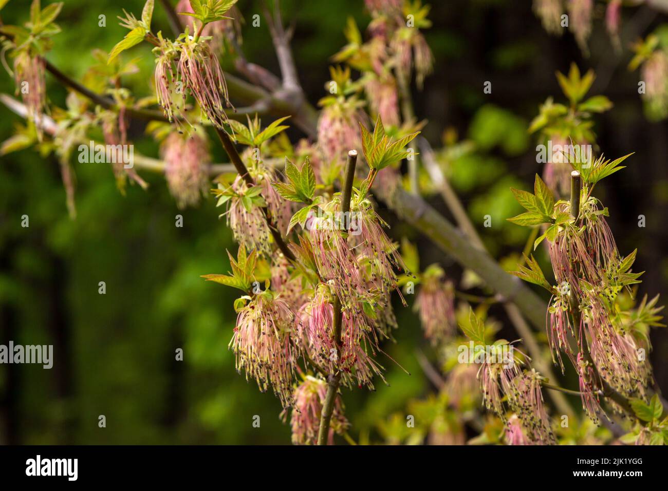 Closeup blooming branches of Acer negundo or ash-leaved maple tree. Spring nature Stock Photo