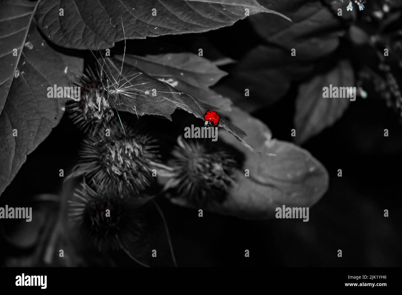 A singular ladybug on a leaf, next to burrs, selective coloring. Stock Photo