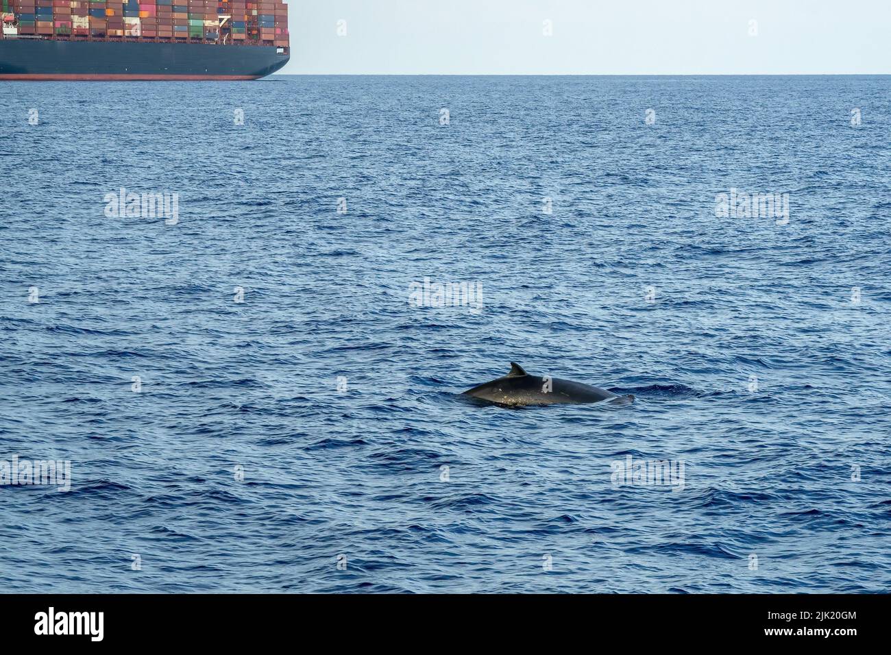 Cuvier beaked whale on sea surface near container ship Stock Photo