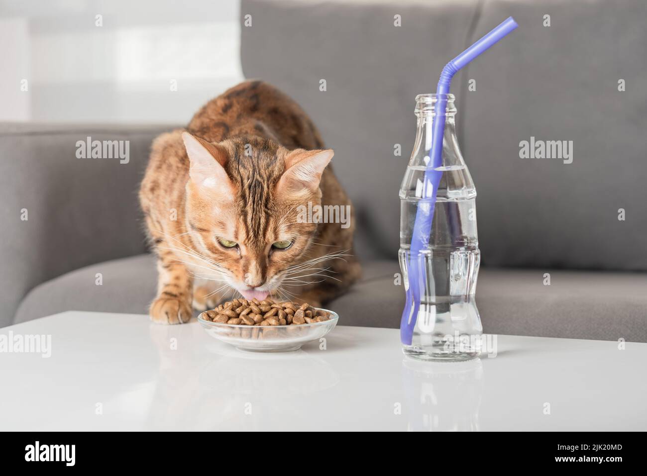 Bengal cat eats dry food on a coffee table in the living room Stock