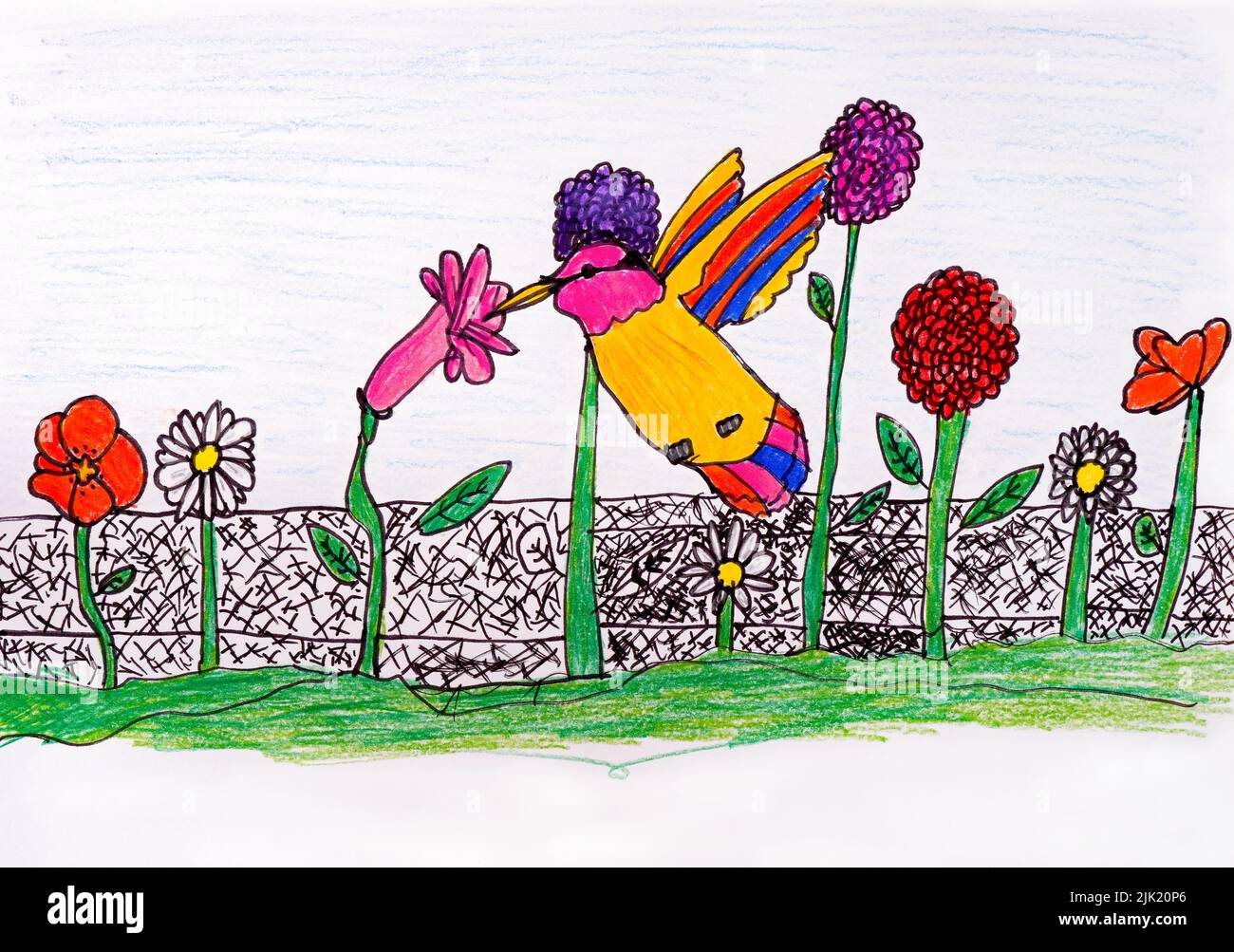A child hand drawn drawing of a hummingbird drinking nectar from a pink flower with other flowers around it Stock Photo