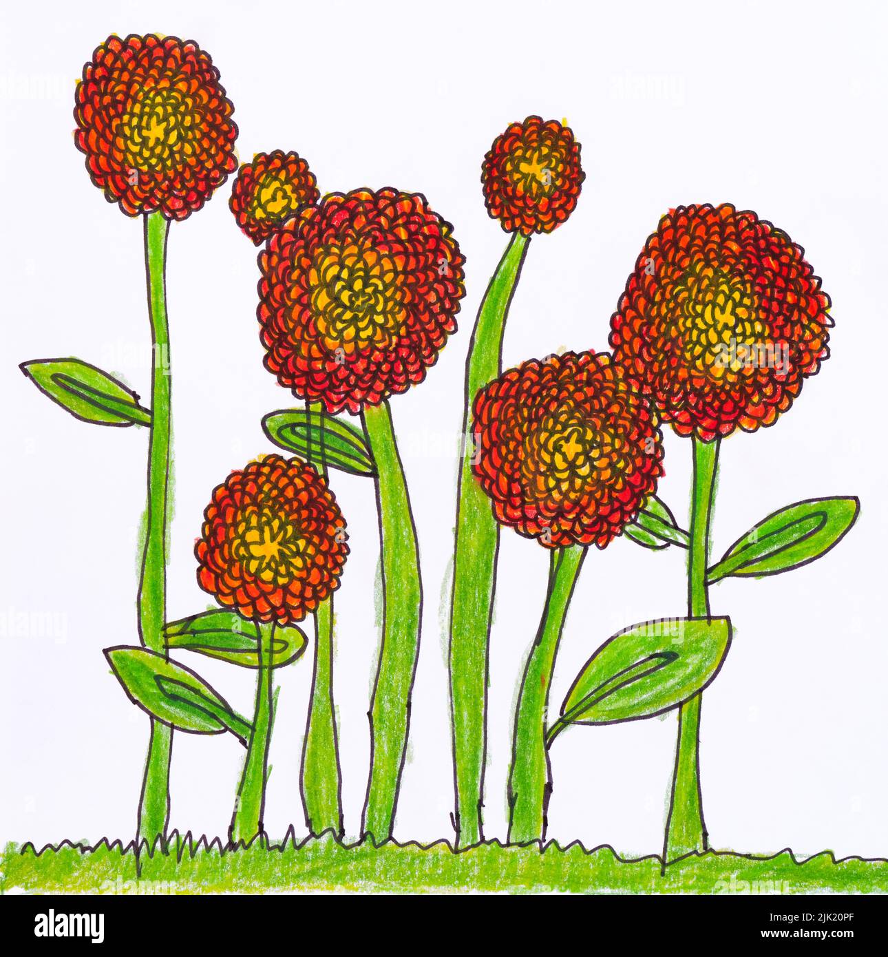 A pencil hand drawing of orange flowers. Stock Photo