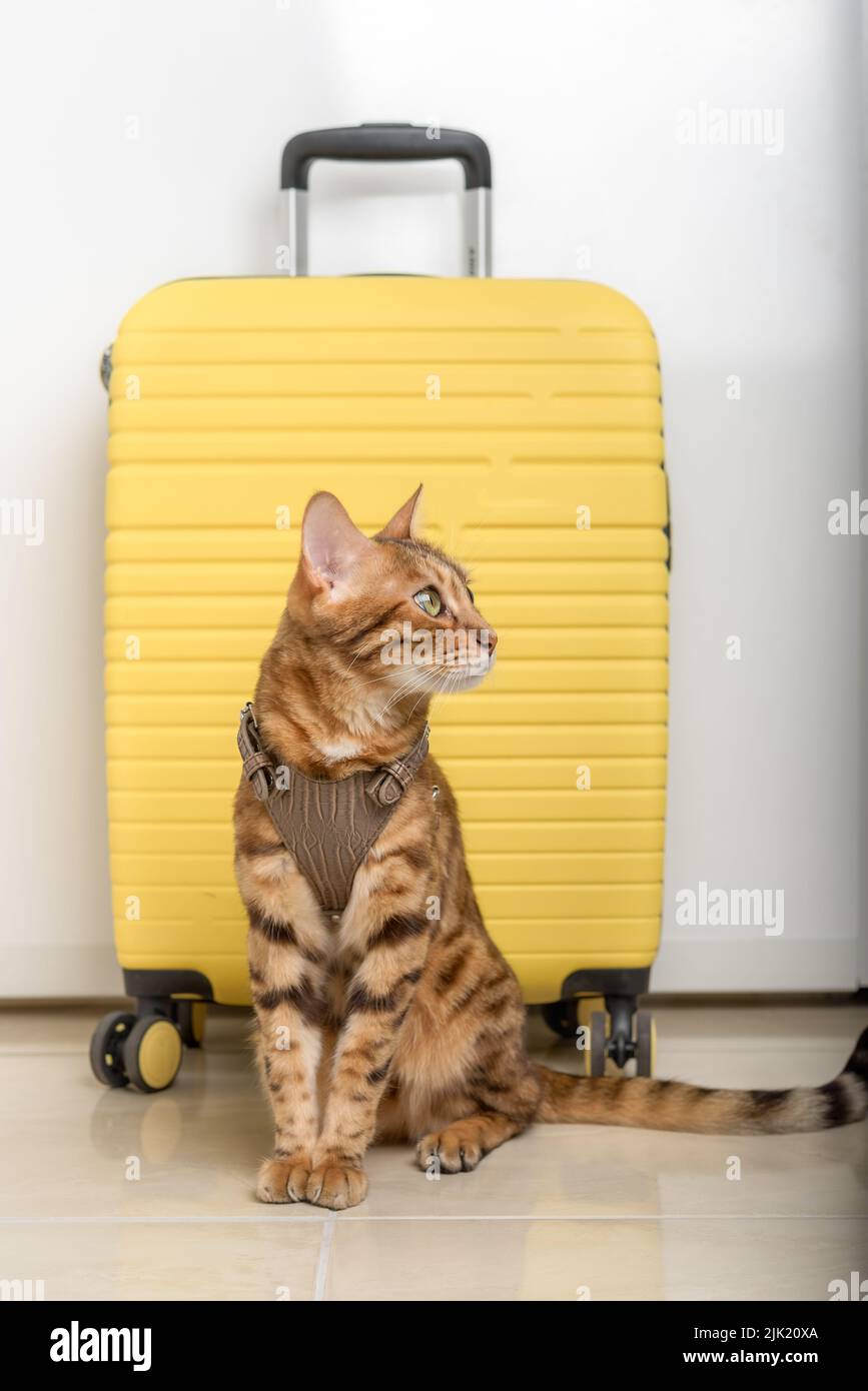 Bengal cat in a harness and a yellow suitcase. Vertical shot Stock ...