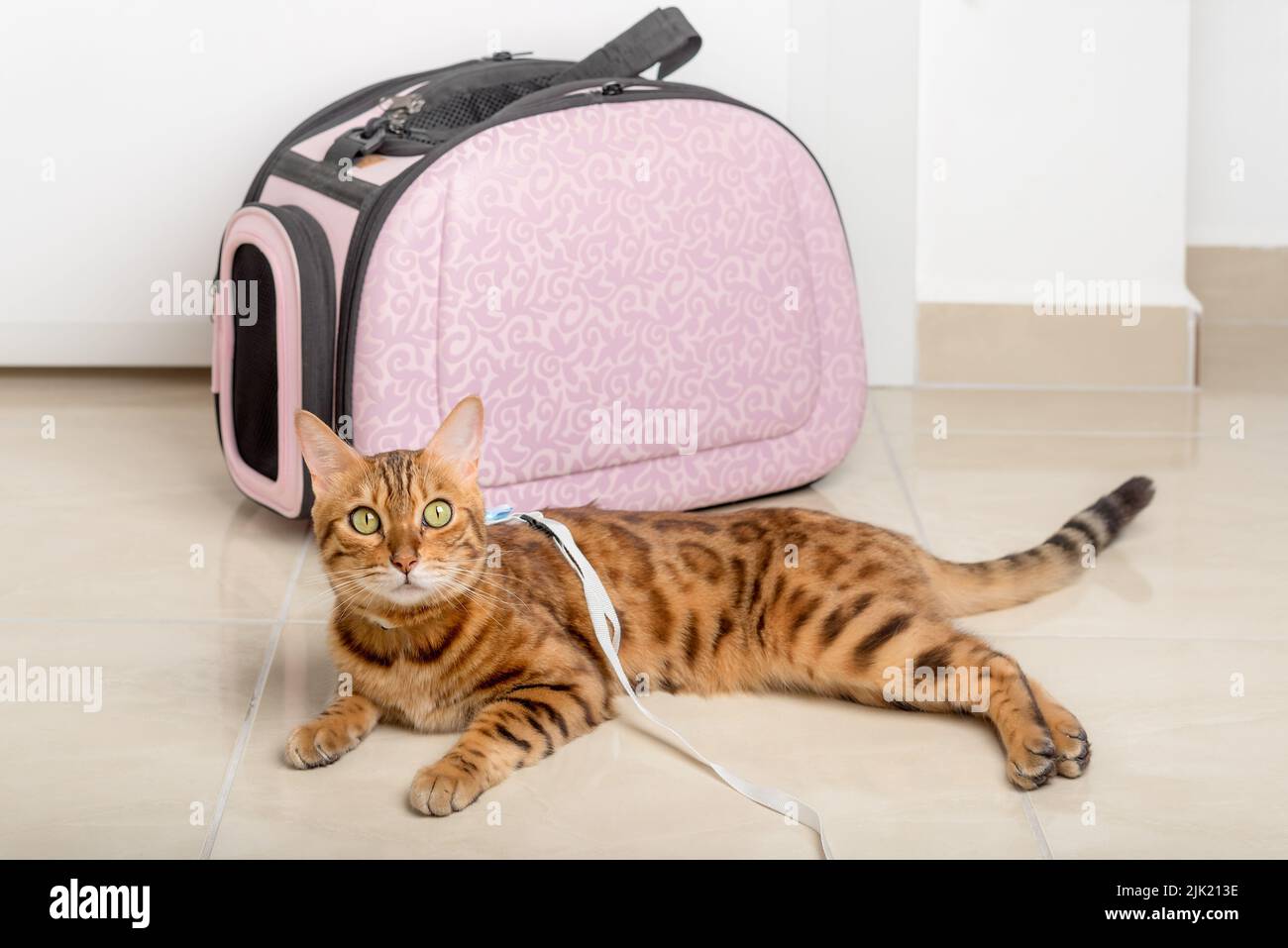 Bengal cat on a leash next to a carrying bag, waiting for a walk. Stock Photo