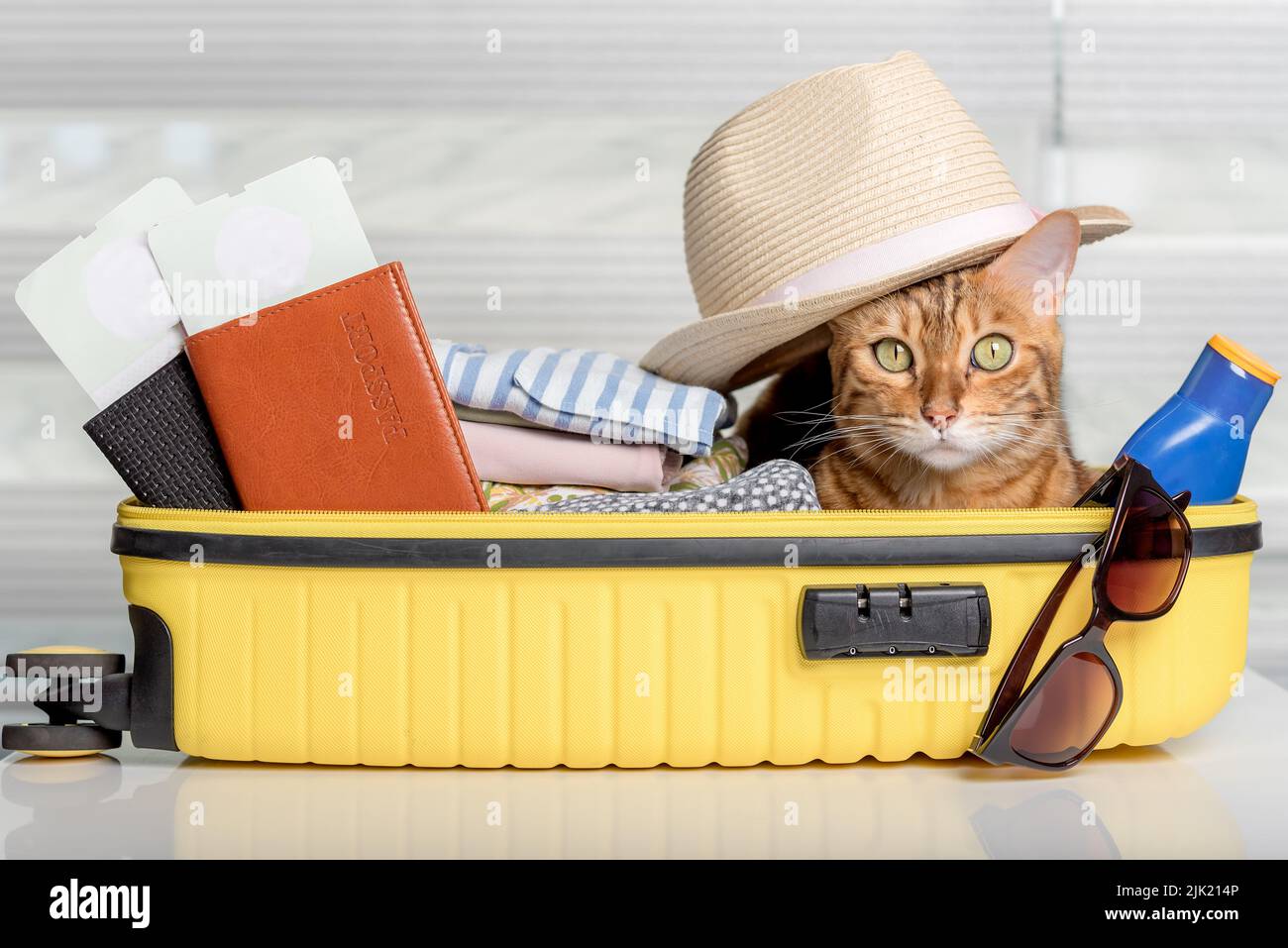 Funny cat in a suitcase with glasses, passports, tickets and clothes