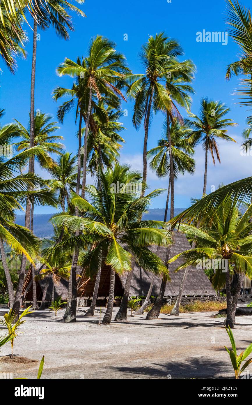 Aframe Canoe Halau on the Royal Grounds under palm trees at the Pu