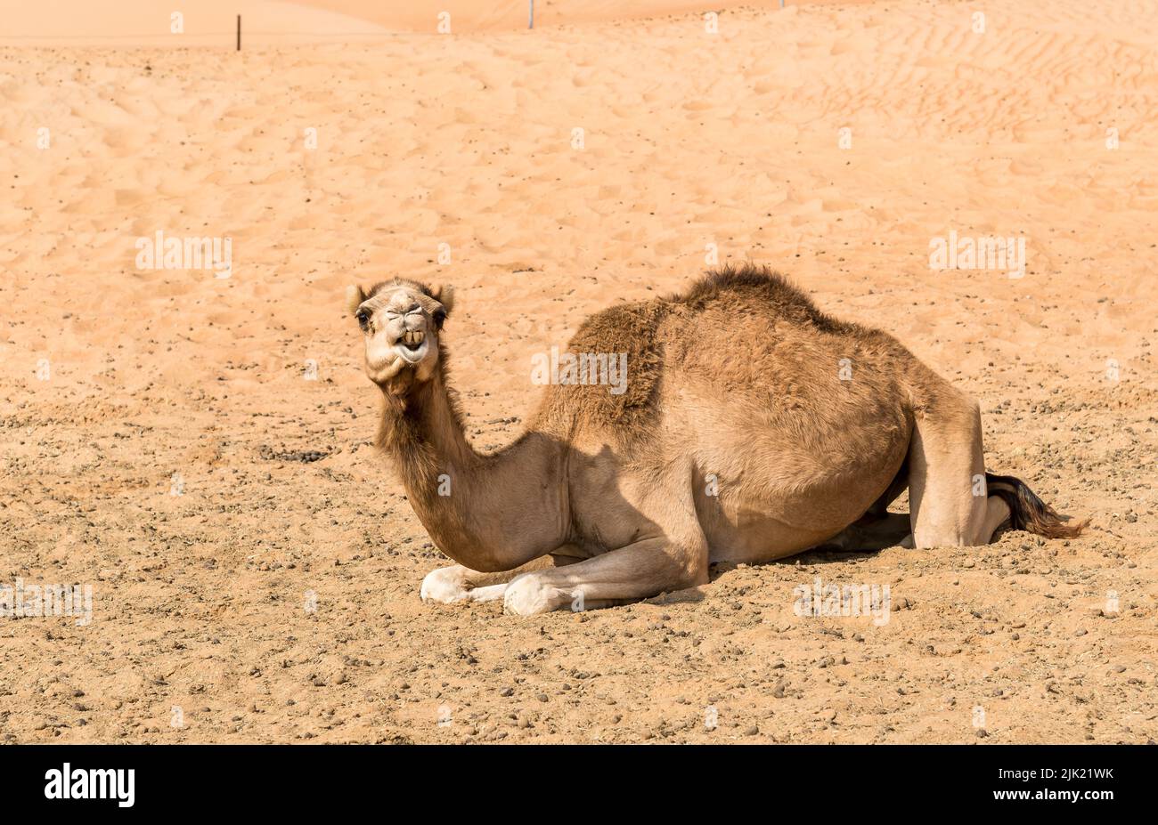The Middle Eastern camel resting on the sand in the Wahiba Sands of desert in Oman. Stock Photo