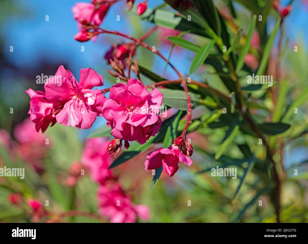 Red flowering oleander, Nerium oleander Stock Photo