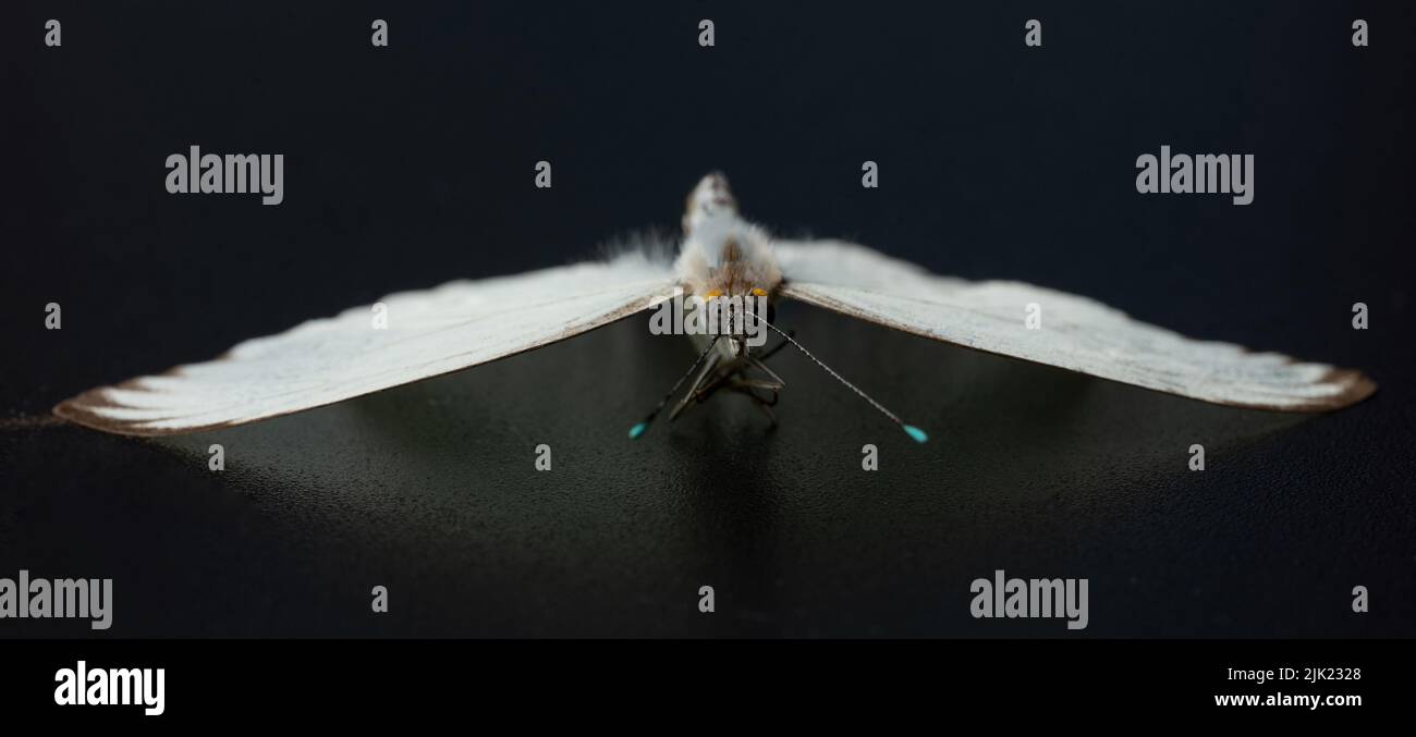 Head of white moth with open wings isolated on black background Stock Photo