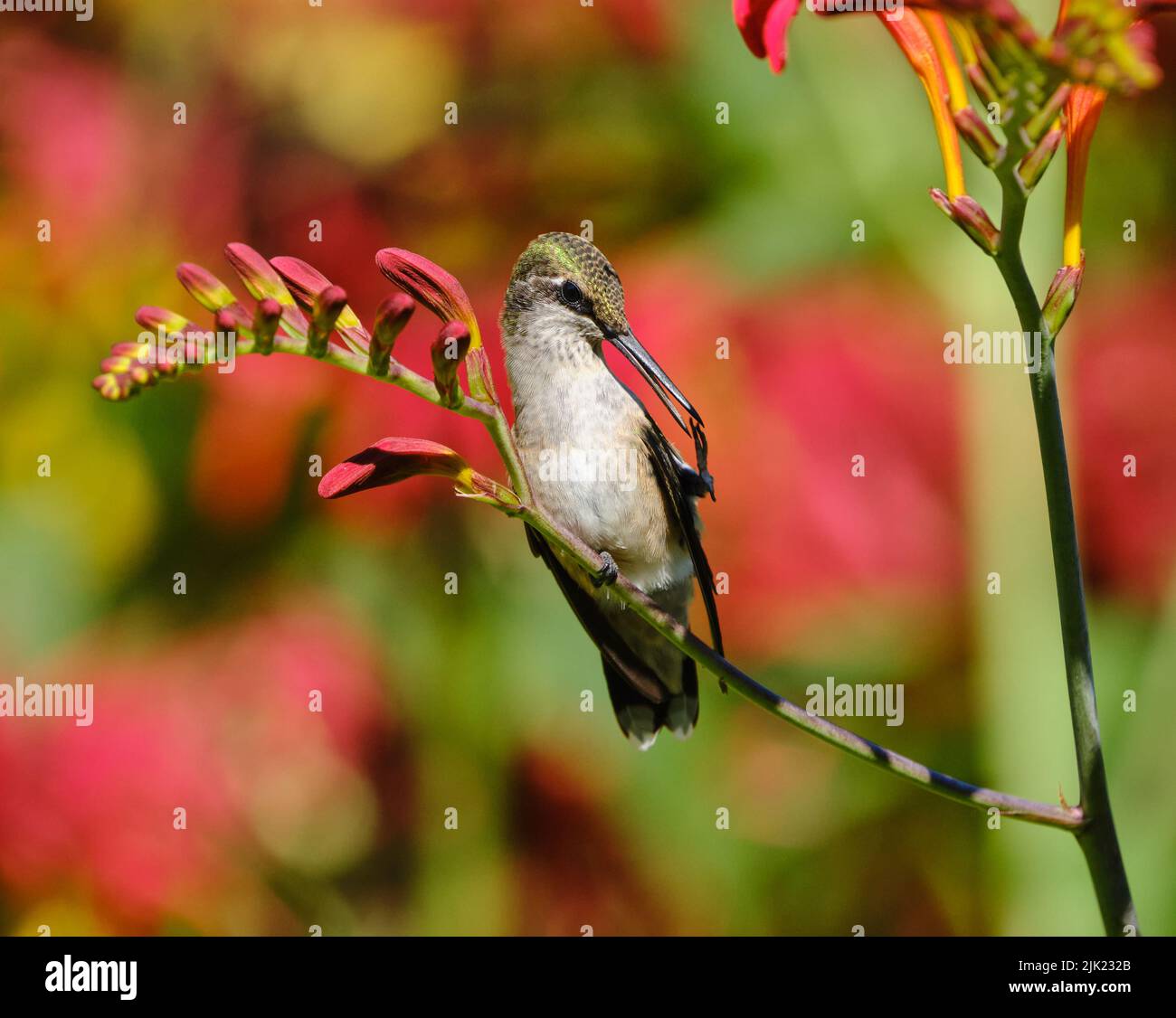 a juvenile Ruby-throated Hummingbird, Archilochus colubris, perched on a red crocosmia flower Stock Photo