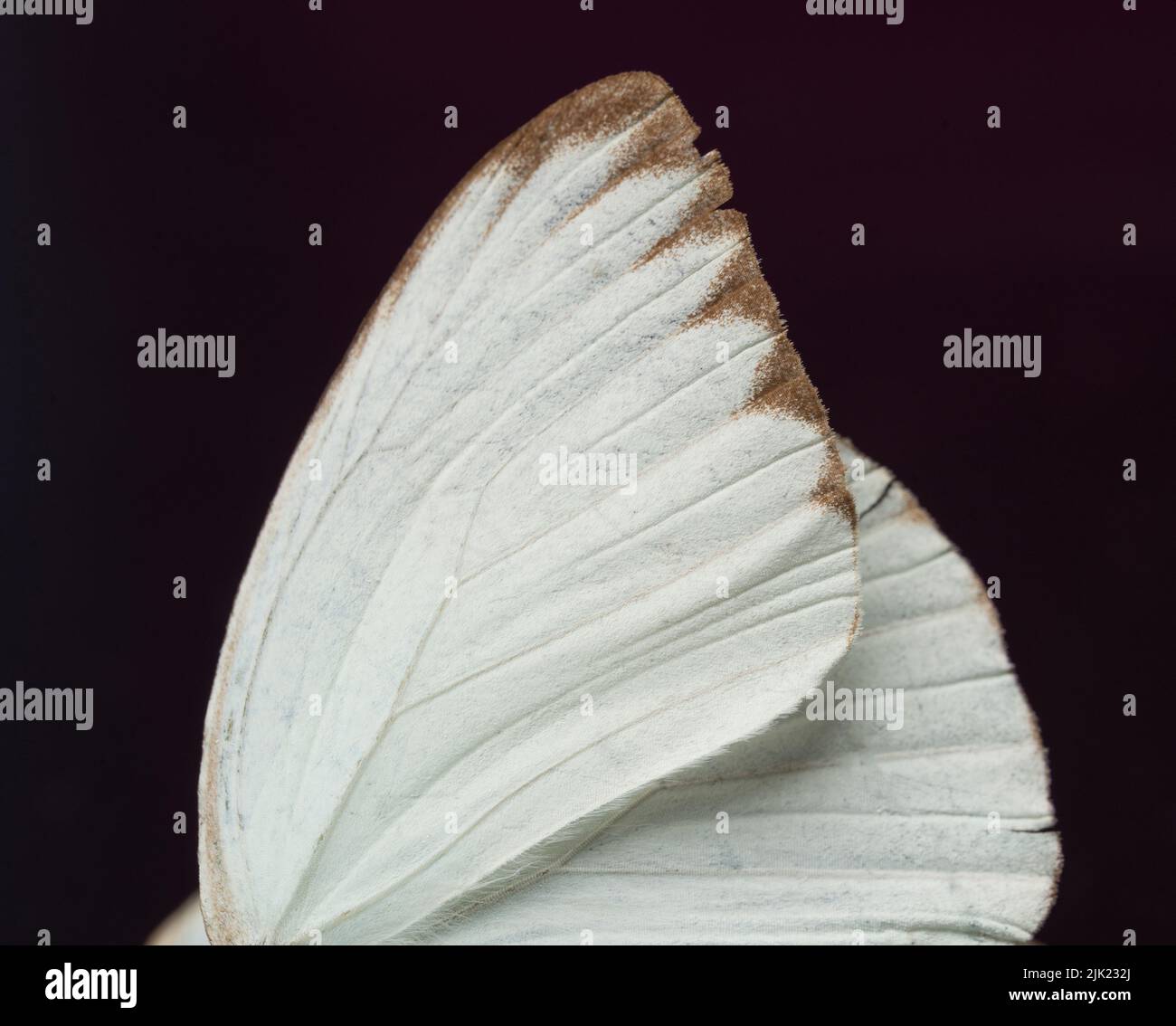 Clean white butterfly wing isolated on black background Stock Photo
