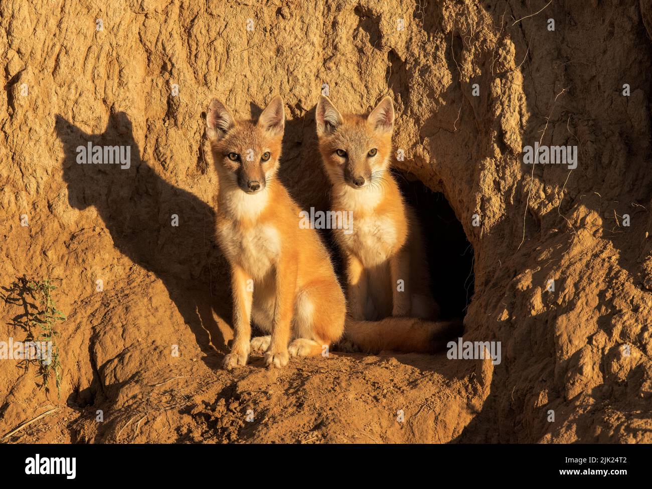 Swift-fox pups look curiously from their den Stock Photo