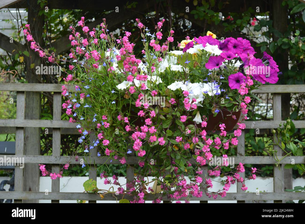 Summer Flowers in Container. Stock Photo