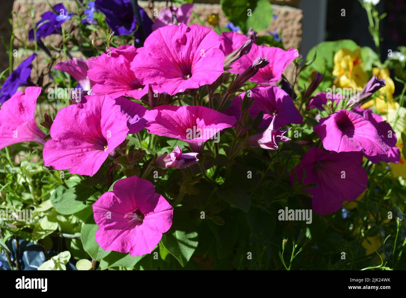 Flowering Petunia Plants Stock Photo - Alamy
