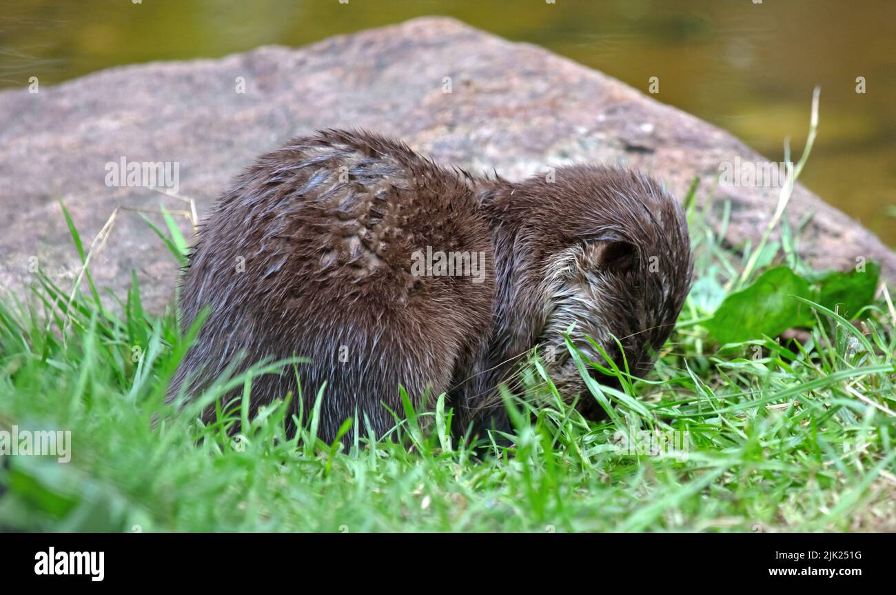 Baby otter playing in the grass, close-up, selective focus on the eye Stock Photo