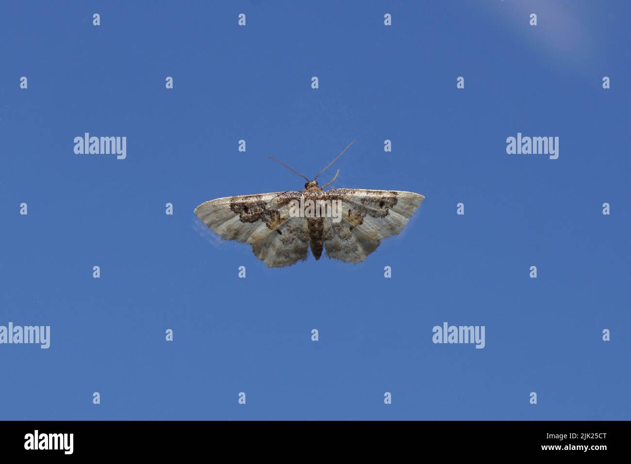 Least carpet (Idaea rusticata). Family Geometer moths (Geometridae). On glass with a blue sky on the background. Netherlands, summer, July Stock Photo