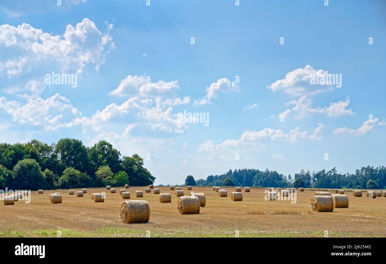 Strohballen auf einem Feld in Bayern warten auf Abholung Stock Photo