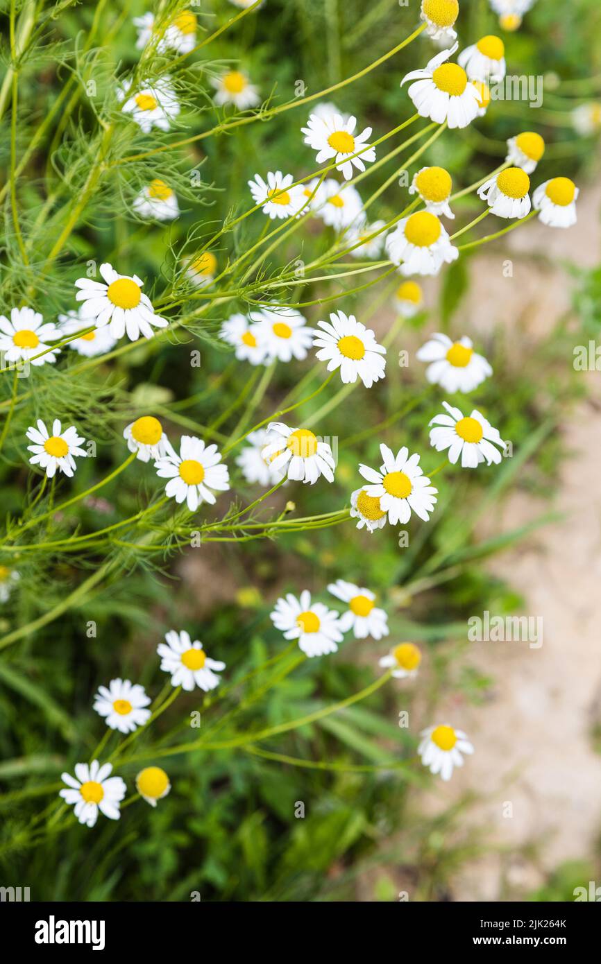 chamomile flowers (matricaria chamomilla) on side of path in summer Stock Photo