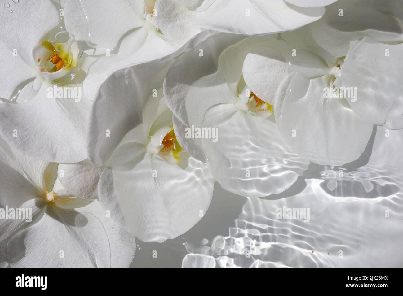 White orchids in water. Zen, spa, relaxation concept Stock Photo