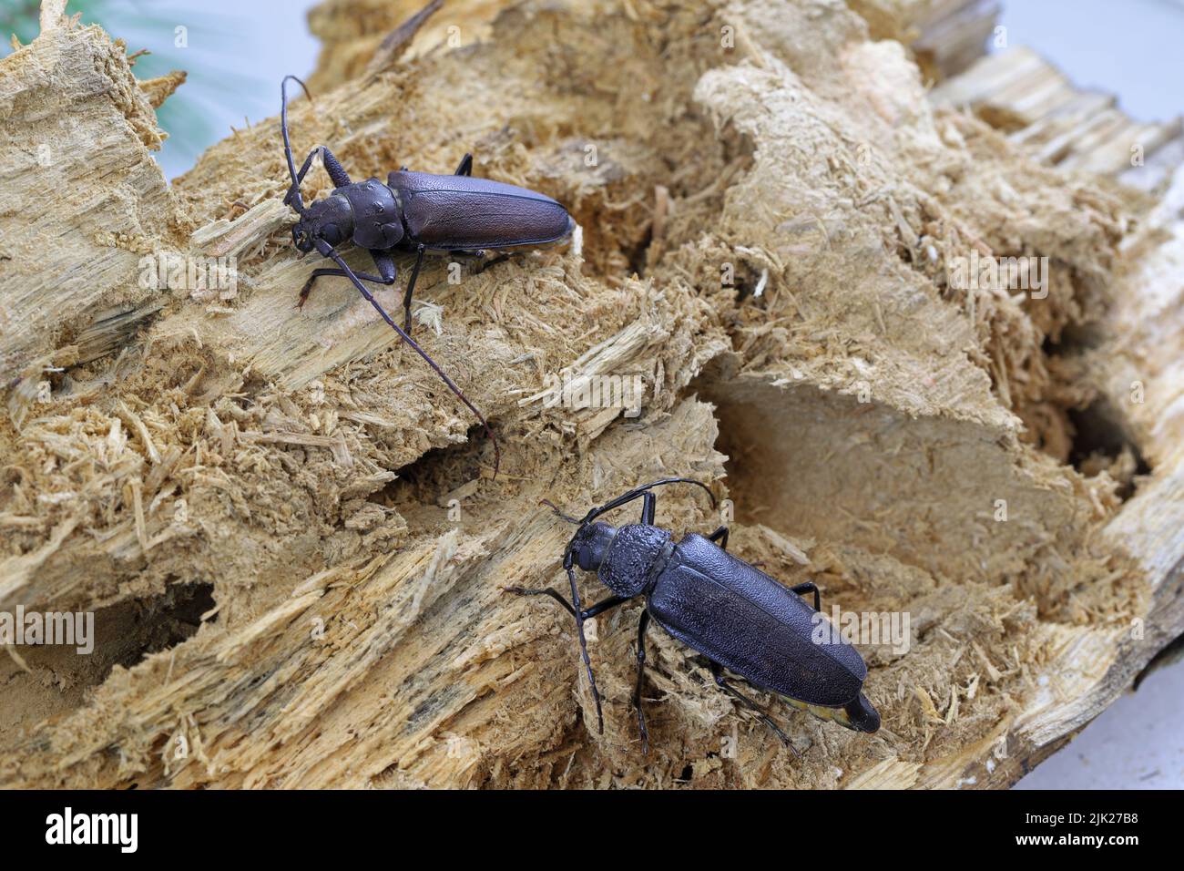 Carpenter longhorn, Long horned beetle (Ergates faber) female and male on deadwood pine stump in which the larvae were developing. Stock Photo
