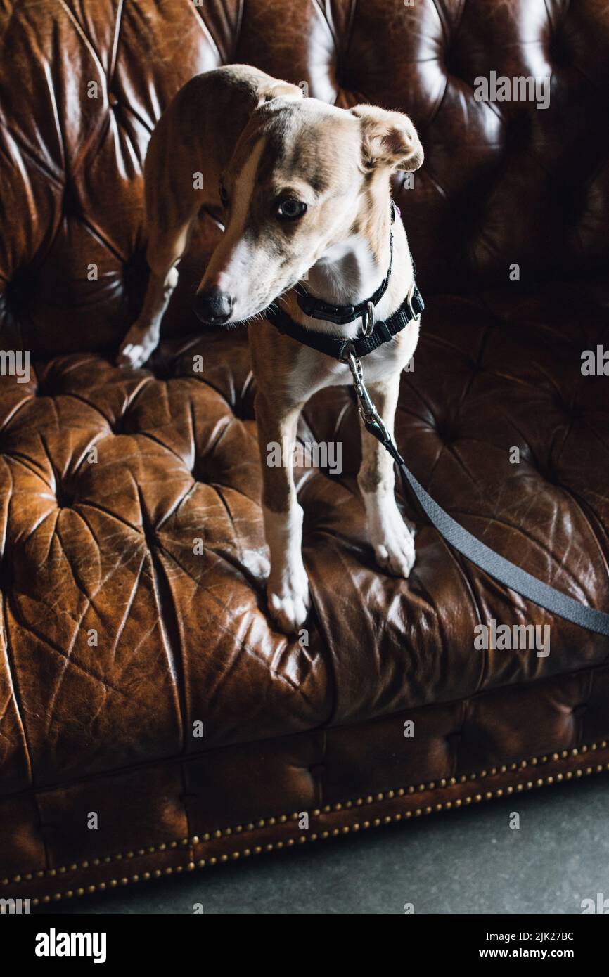 Whippet dog on brown leather Chesterfield sofa couch Stock Photo - Alamy