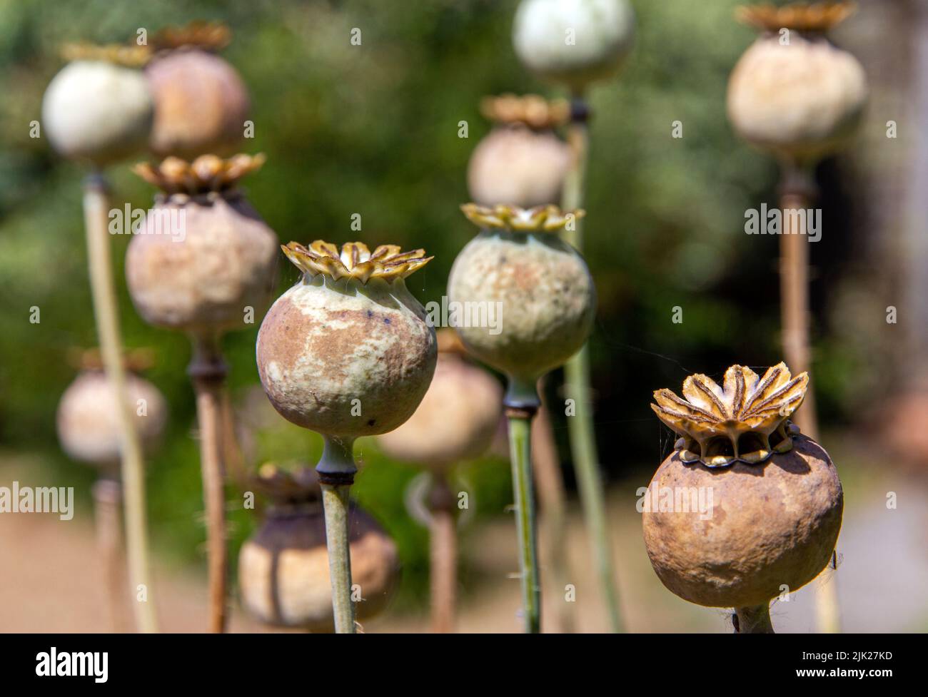 opium poppy heads in English garden Stock Photo