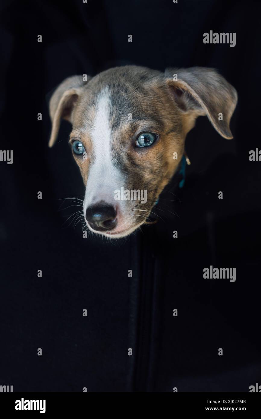 Whippet puppy dog head floating zipped up in black sweatshirt By Nicole Kandi Stock Photo
