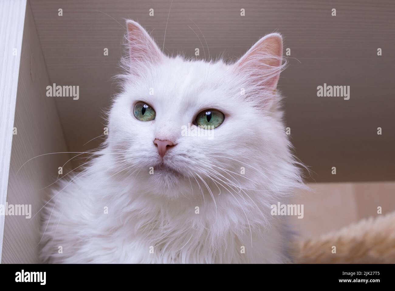 White cat with green eyes close up portrait Stock Photo - Alamy
