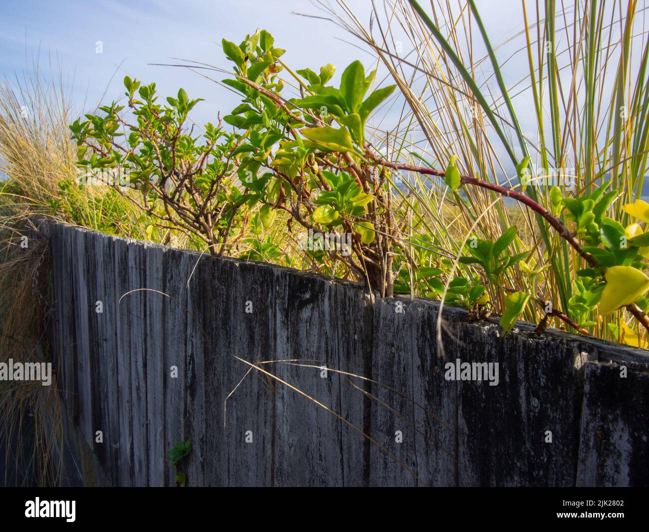 Plants Growing Over A Fence Stock Photo Alamy