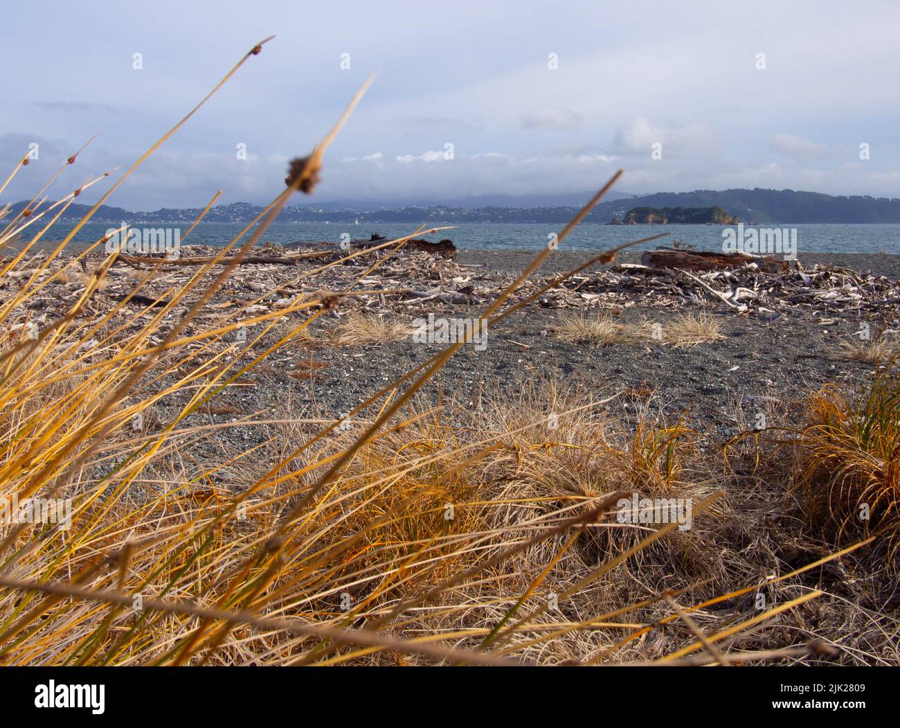 Beach And Grasses Landscape Stock Photo