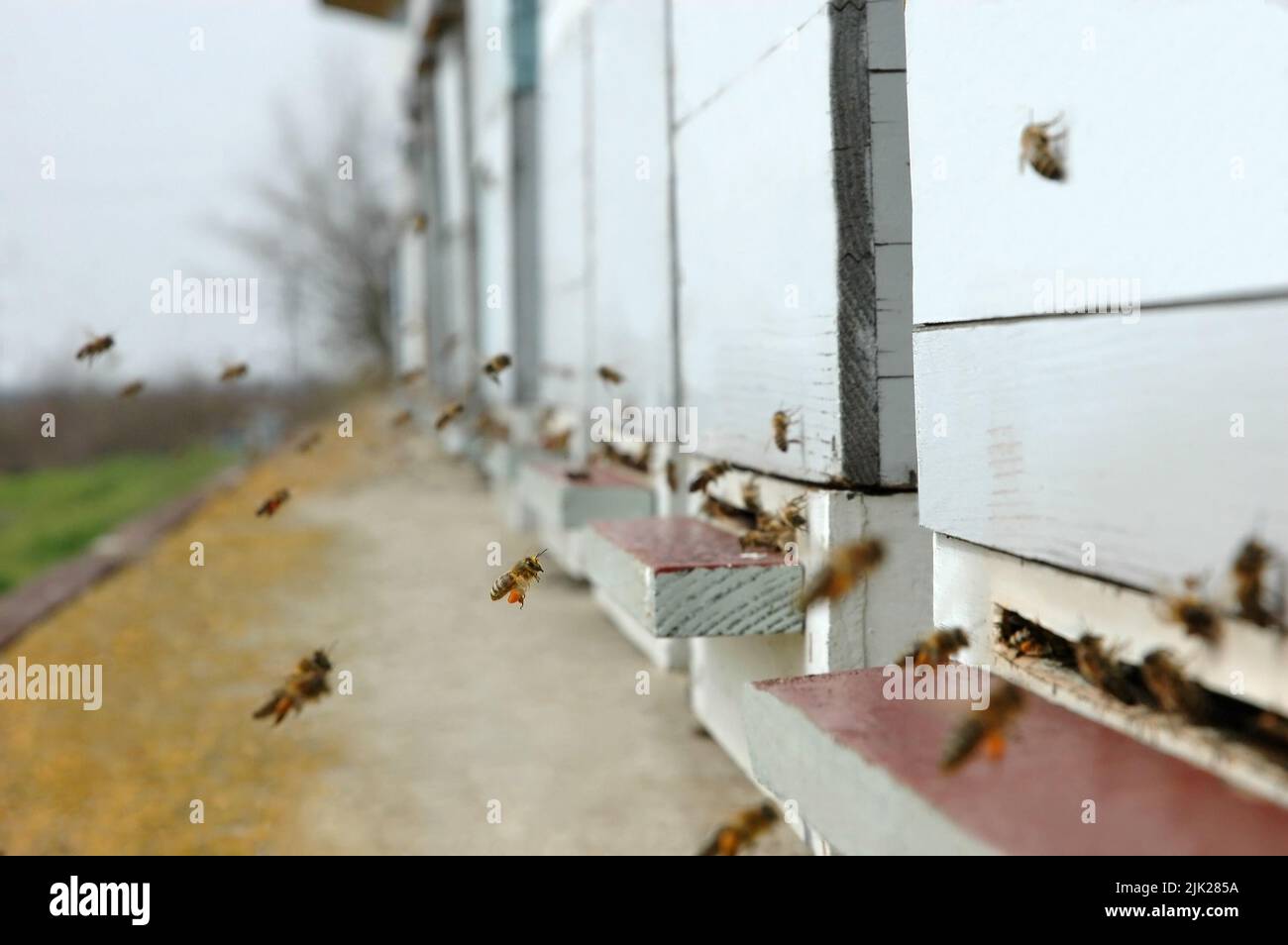 Selective focus of honey bees that carry pollen and enter their hives Stock Photo