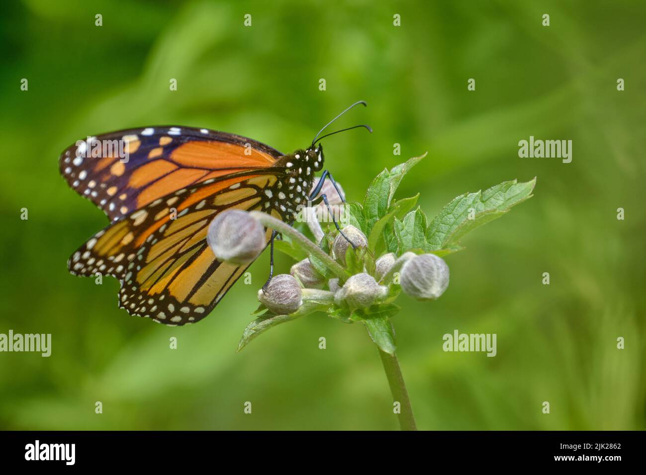 monarch butterfly on flower bud Stock Photo