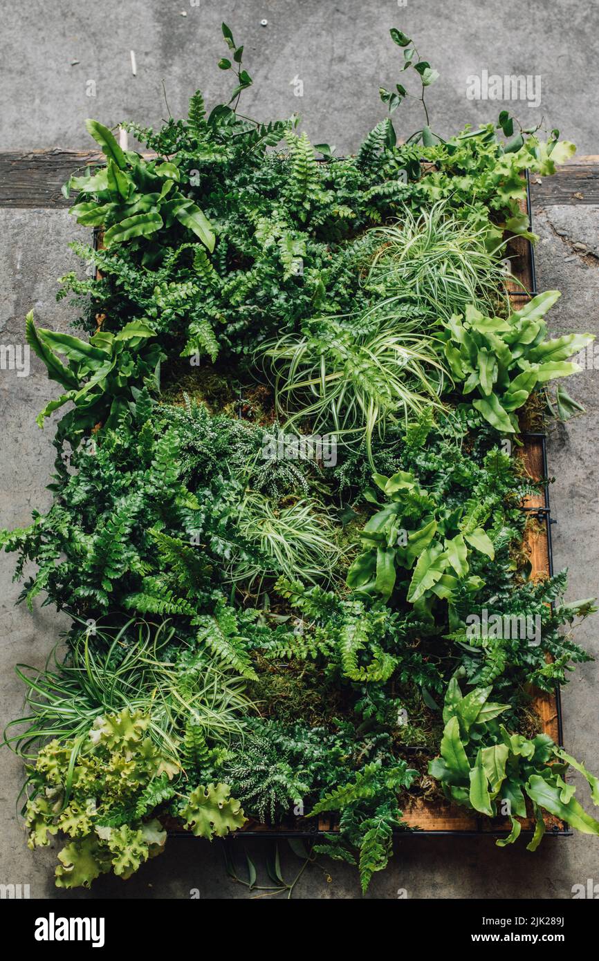 wall flowers. green plant display box up against concrete Stock Photo