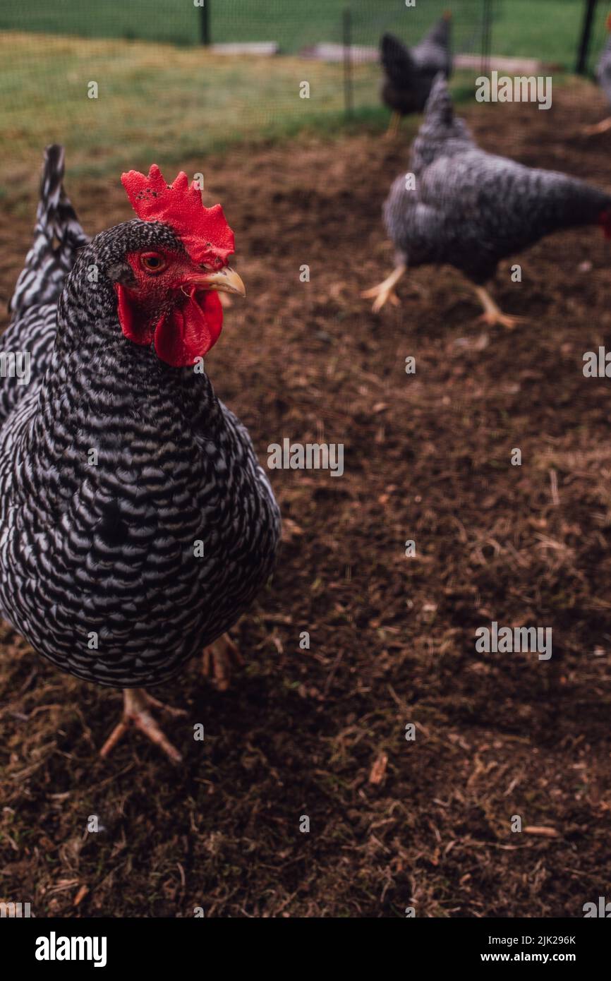 Barred plymouth rock chickens hi-res stock photography and images - Alamy