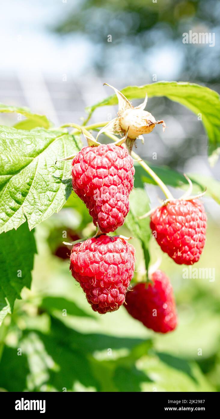 branch of ripe raspberries in a garden on blurred green background ...