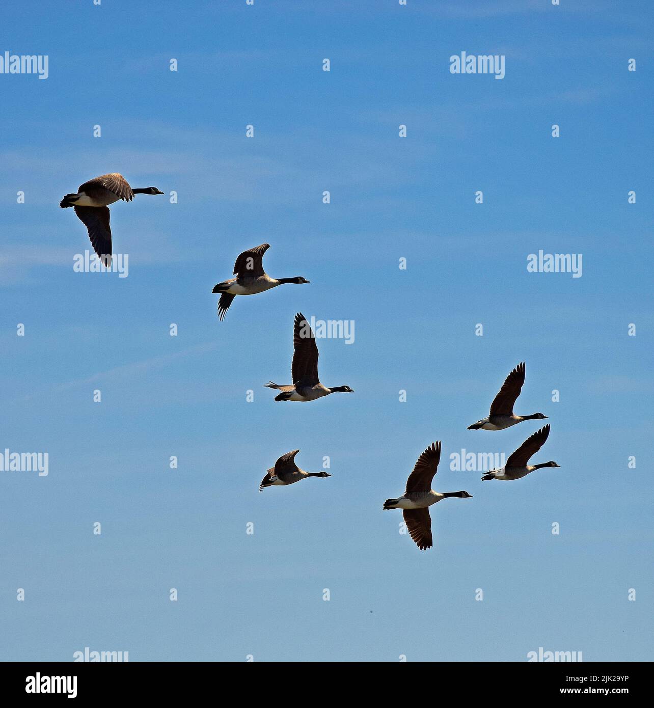 flock of Canada Geese fly over Alameda Creek in Union City, California Stock Photo