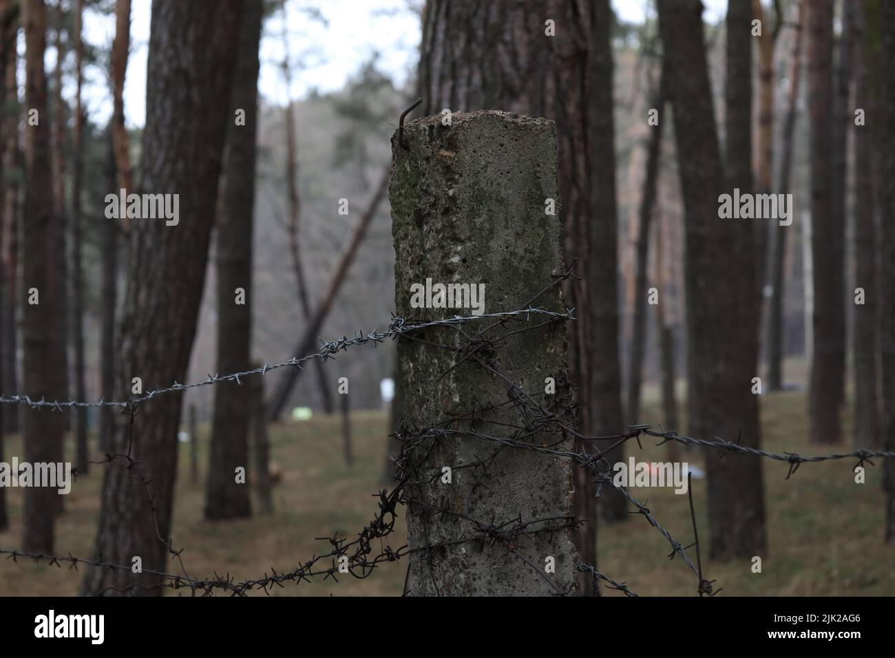 Pine forest in the afternoon Stock Photo