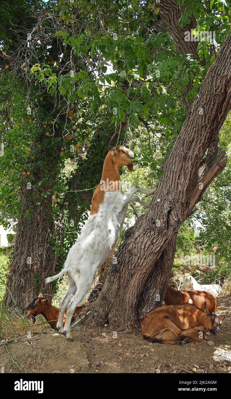 goat reaches for tree leaves along Alameda Creek in Union City, California Stock Photo