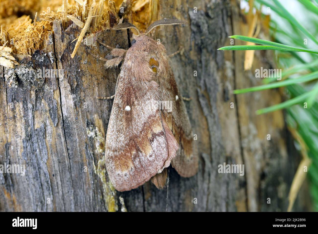 Pine tree Lappet Moth (Dendrolimus pini), male. Stock Photo
