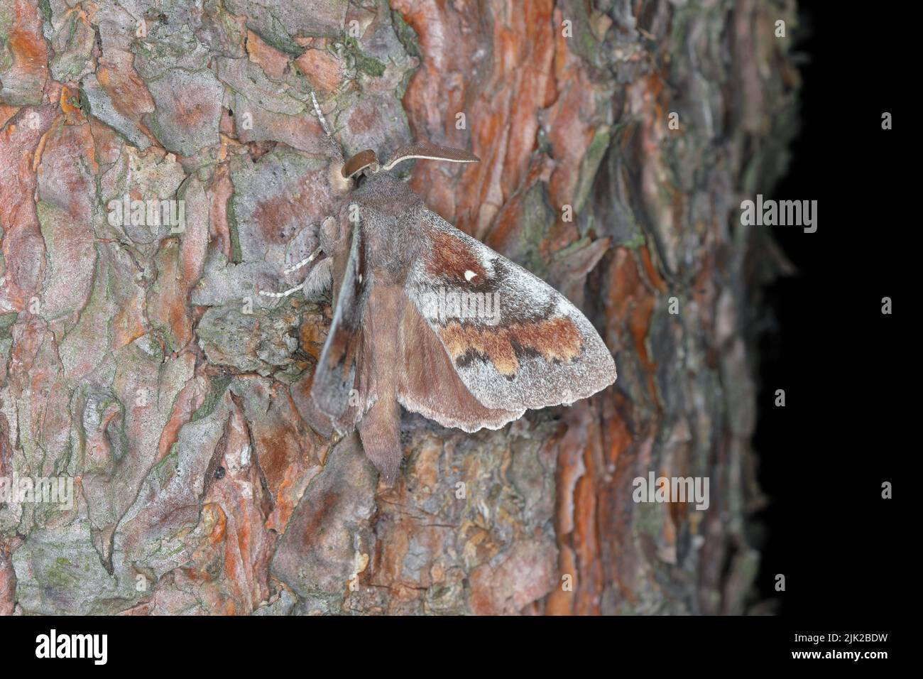 Pine tree Lappet Moth (Dendrolimus pini), male. Stock Photo
