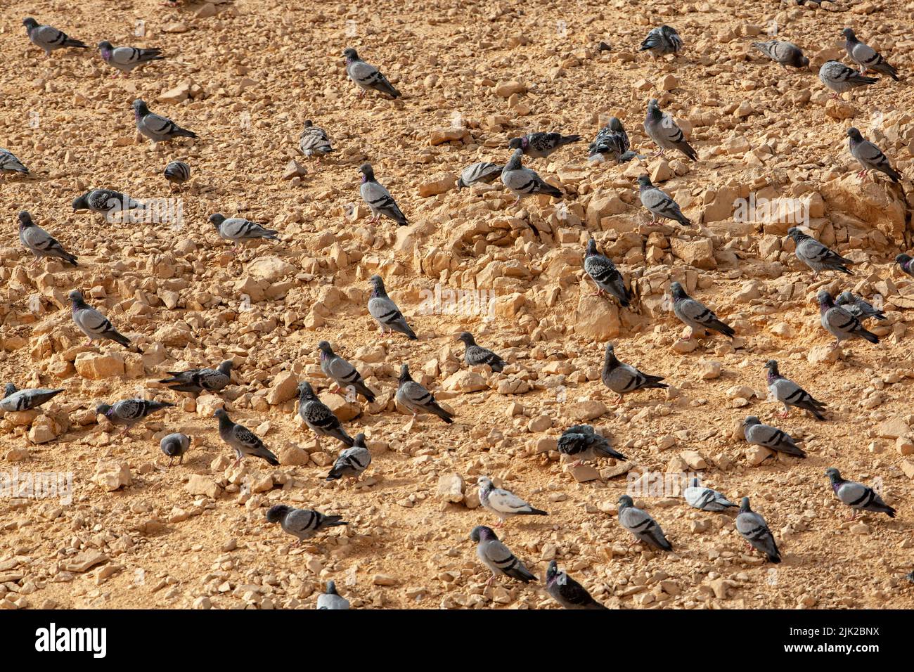 rock dove, rock pigeon, or common pigeon Stock Photo