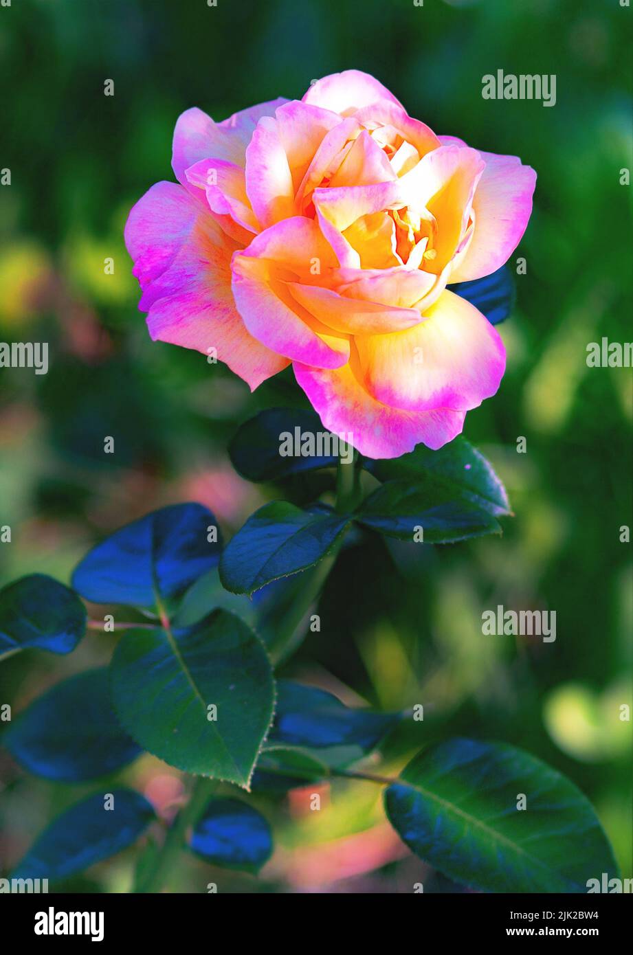 Hybrid Tea Rose, colorful garden flower Stock Photo