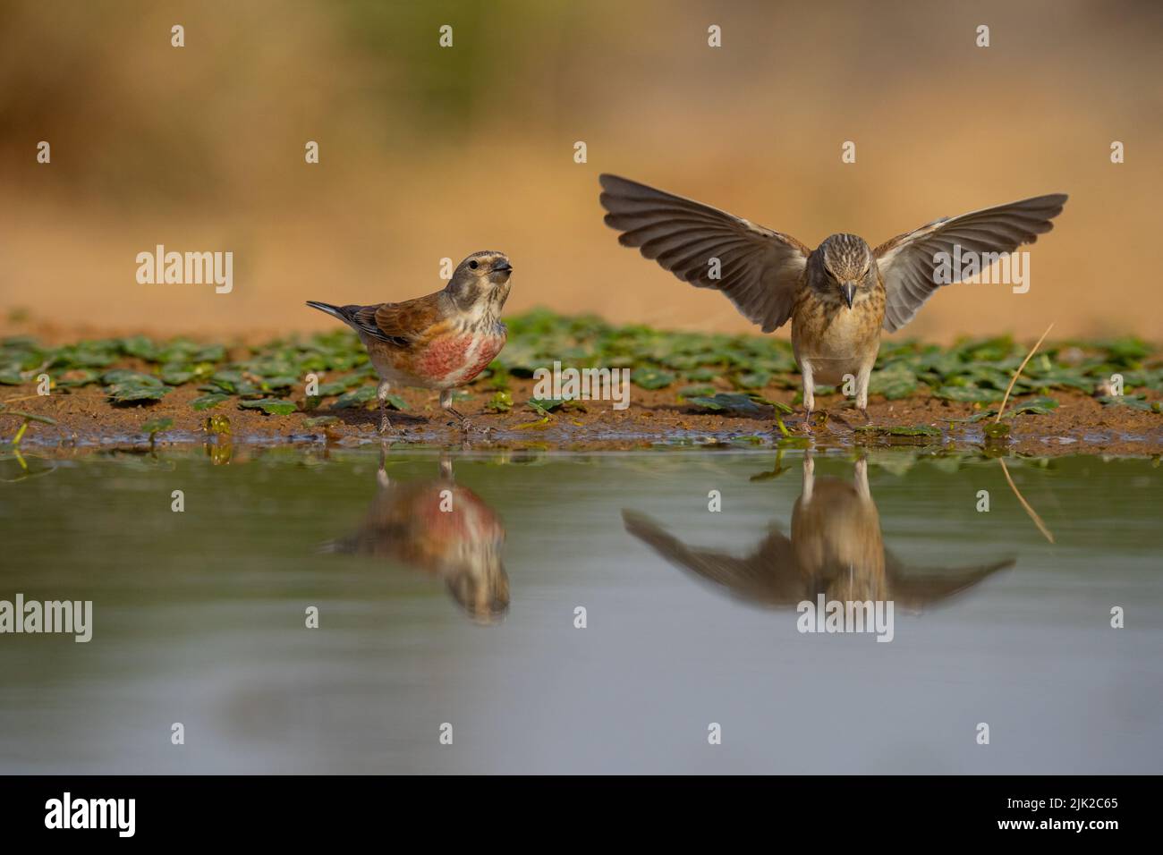 Wings linnet hi-res stock photography and images - Alamy