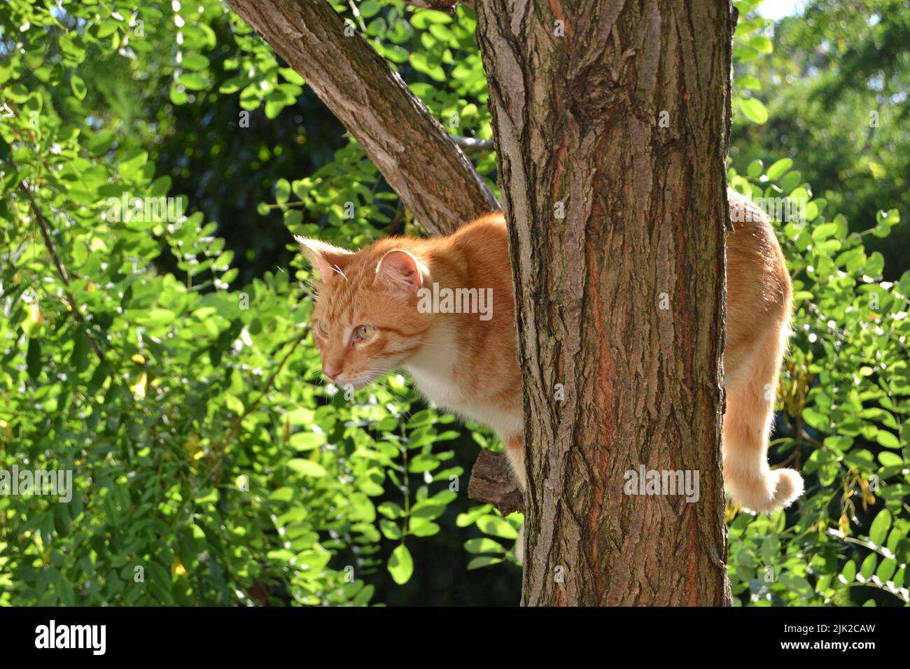 Stray,ginger cat standing on tree in green forest,garden on sunny summer day. Stock Photo