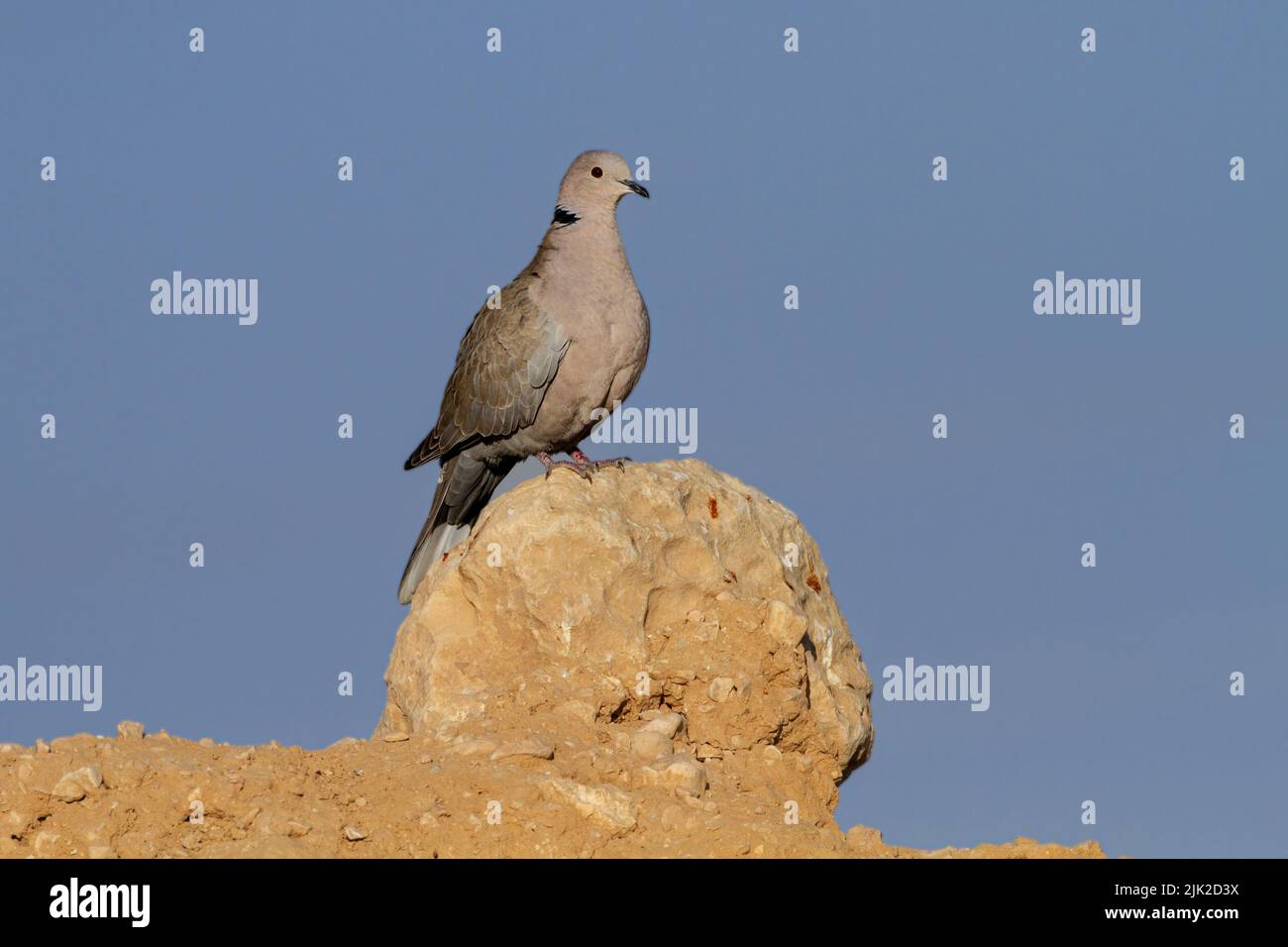 Eurasian collared dove Stock Photo