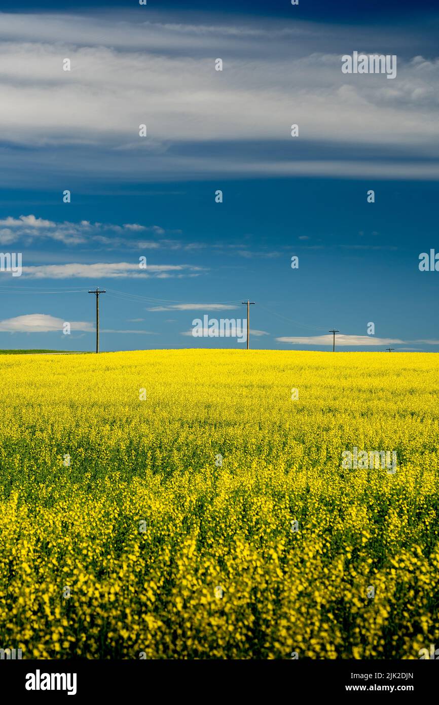 Row of wooden telephone poles stand tall along a blooming yellow canola field in Rocky View County Alberta Canada under a deep blue sky. Stock Photo