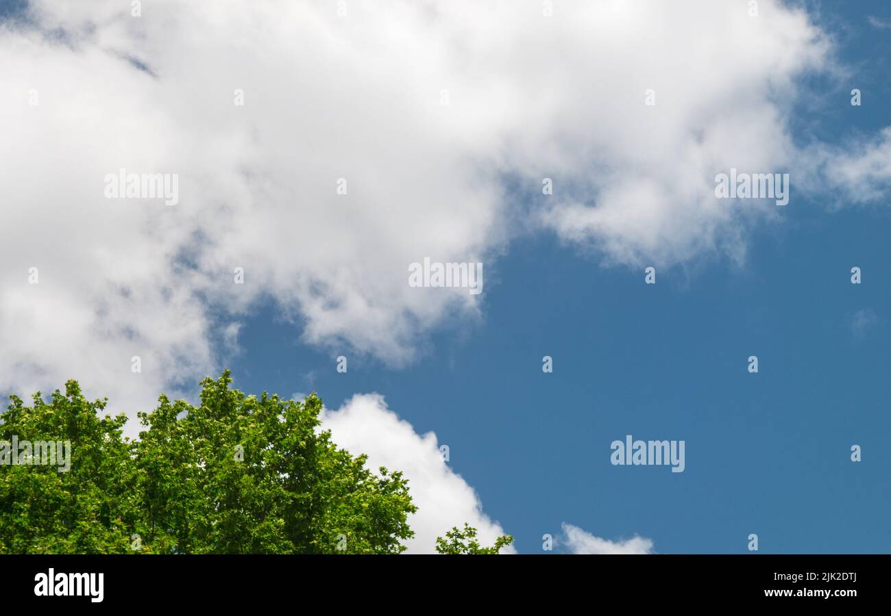 The silhouette of tree stands isolately from cloudy sky Stock Photo - Alamy