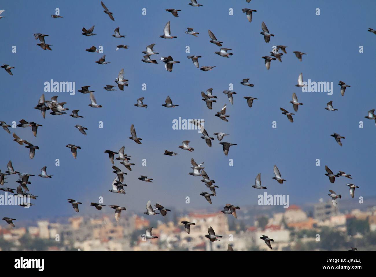 flock of rock dove, rock pigeon, or common pigeon Stock Photo