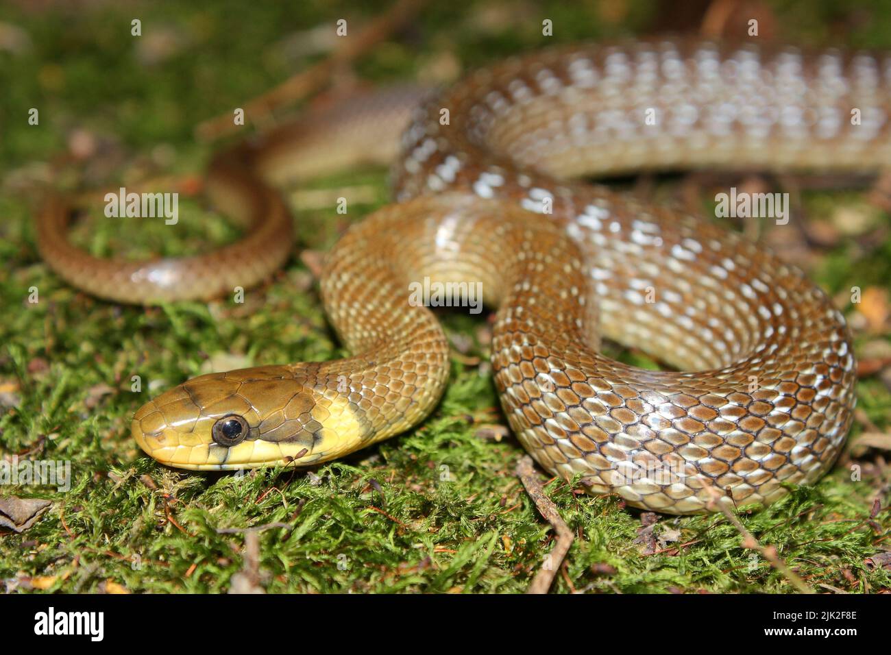 Aesculapian snake (Zamenis longissimus) in natural habitat Stock Photo